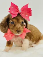 Bella Ray 🩷, a female Miniature Dachshund for sale in Pearson, GA – 5 of 7