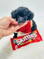 XXX Tiny Teddy 💙, a male Poodle - Toy  for sale in Pearson, GA – 1 of 6