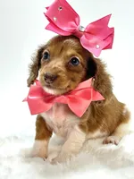 Bella Ray 🩷, a female Miniature Dachshund for sale in Pearson, GA – 6 of 7