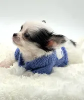 Micro Tiny Peanut 💙, a male Chihuahua for sale in Pearson, GA – 9 of 9
