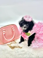 Tiny Paisley 🩷, a female Poodle - Toy  for sale in Pearson, GA – 3 of 10