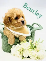 Bentley 💙, a male Cavapoo for sale in Pearson, GA – 4 of 7
