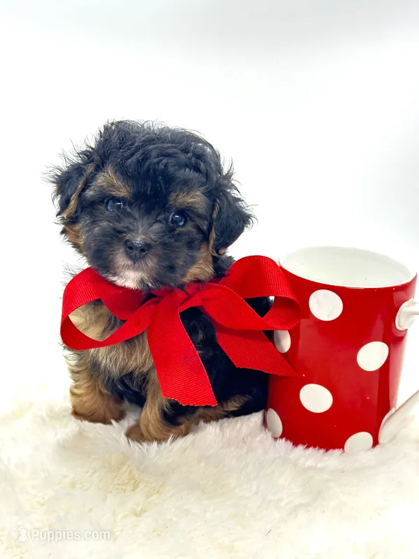 Bentley ❤️ – Yorkipoo puppy for sale in Pearson, GA