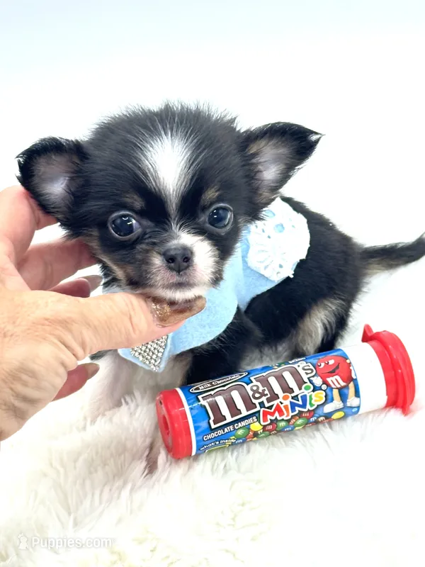 Micro Tiny long coat Boy 💙 – Chihuahua puppy for sale in Pearson, GA