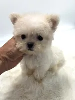 Super Tiny Girl 🎀, a female Shihpoo for sale in Pearson, GA – 6 of 8