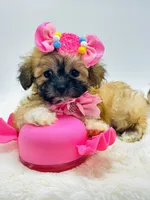 Tiny Girl 🎀, a female Shihpoo for sale in Pearson, GA – 7 of 9