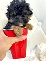 Bentley ❤️, a male Yorkipoo for sale in Pearson, GA – 5 of 7