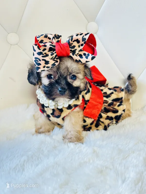 Sassy 🎀 – Shihpoo puppy for sale in Pearson, GA