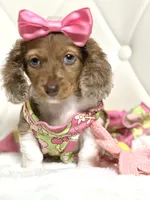 Lily Grace , a female Miniature Dachshund for sale in Pearson, GA – 9 of 10