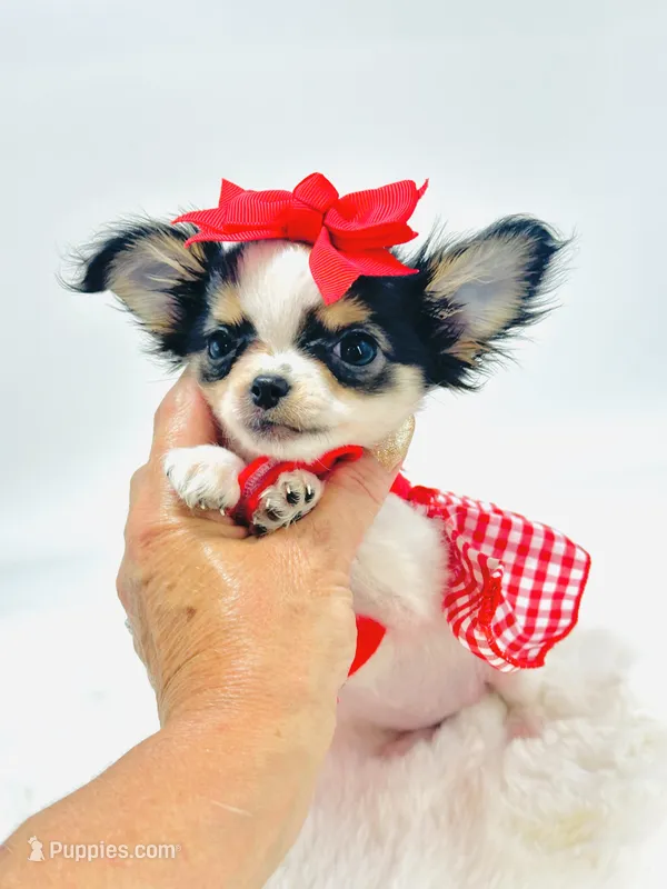 XXX Tiny Teacup Dolly 🎀 – Chihuahua puppy for sale in Pearson, GA