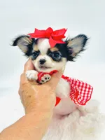 XXX Tiny Teacup Dolly 🎀, a female Chihuahua for sale in Pearson, GA – 1 of 10