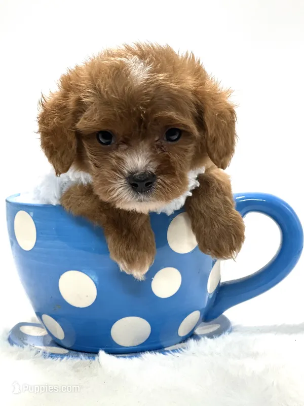 Tiny Teddy 💙 – Cavapoo puppy for sale in Pearson, GA