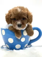 Tiny Teddy 💙, a male Cavapoo for sale in Pearson, GA – 1 of 7