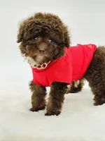 Teddy 🤎, a male Poodle - Toy  and Miniature Aussiedoodle for sale in Pearson, GA – 3 of 7