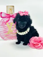 XX Tiny Anna Belle , a female Poodle - Toy  for sale in Pearson, GA – 2 of 7