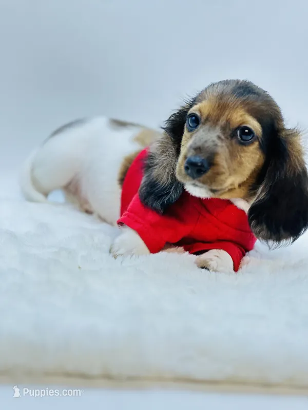 Dapple Piebald Boy 💙 – Miniature Dachshund puppy for sale in Pearson, GA
