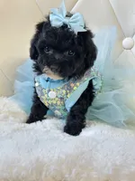 Tiny Sadie Mae 🎀, a female Poodle - Toy  for sale in Pearson, GA – 4 of 5