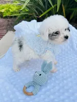 Tiny Blue Merle Boy 💙, a male Poodle - Toy  and Toy Australian Shepherd for sale in Pearson, GA – 3 of 6