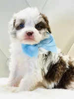 Chocolate Merle Boy 💙, a male Poodle - Toy  and Miniature Aussiedoodle for sale in Pearson, GA – Photo 5 of 5