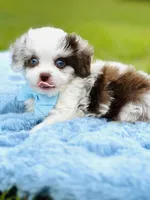 On hold, a male Poodle - Toy  and Miniature Aussiedoodle for sale in Pearson, GA – Photo 6 of 6