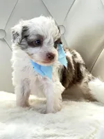Chocolate Merle Boy 💙, a male Poodle - Toy  and Miniature Aussiedoodle for sale in Pearson, GA – Photo 4 of 5
