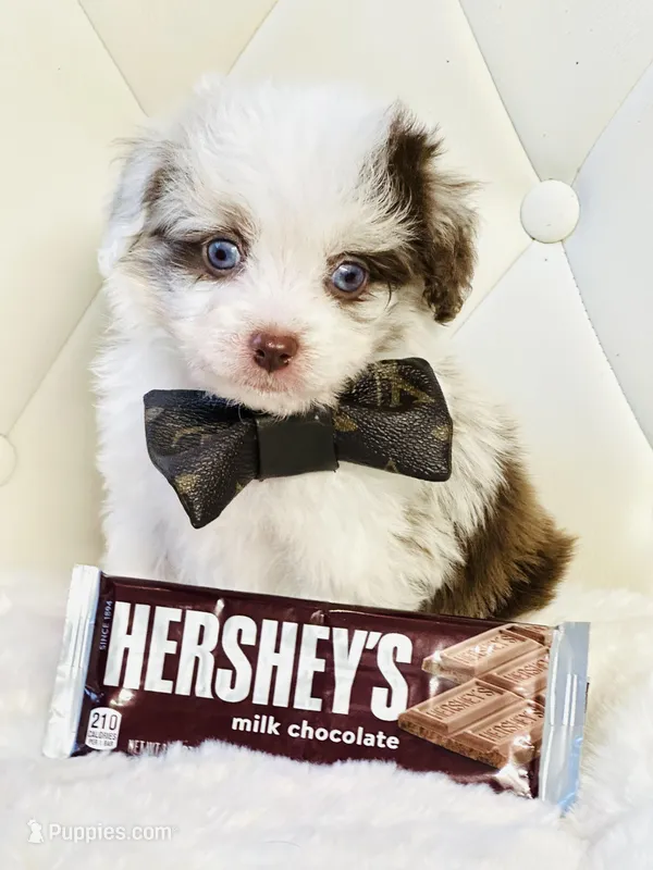Chocolate Merle Boy 💙 – Poodle - Toy , Miniature Aussiedoodle puppy for sale in Pearson, GA