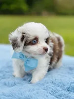On hold, a male Poodle - Toy  and Miniature Aussiedoodle for sale in Pearson, GA – Photo 3 of 6