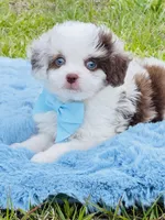 On hold, a male Poodle - Toy  and Miniature Aussiedoodle for sale in Pearson, GA – Photo 2 of 6