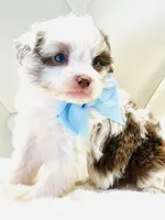 Chocolate Merle Boy 💙, a male Poodle - Toy  and Miniature Aussiedoodle for sale in Pearson, GA – Photo 2 of 5