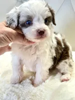 Chocolate Merle Boy 💙, a male Poodle - Toy  and Miniature Aussiedoodle for sale in Pearson, GA – Photo 3 of 5