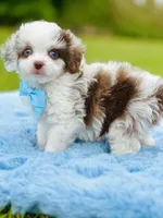 On hold, a male Poodle - Toy  and Miniature Aussiedoodle for sale in Pearson, GA – Photo 1 of 6