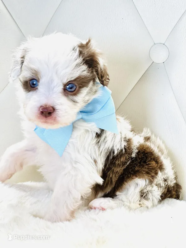 Chocolate Merle Boy 💙 – Poodle - Toy , Miniature Aussiedoodle puppy for sale in Pearson, GA