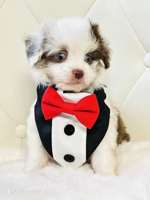 Chocolate Merle Boy 💙 – Poodle - Toy , Miniature Aussiedoodle puppy for sale in Pearson, GA