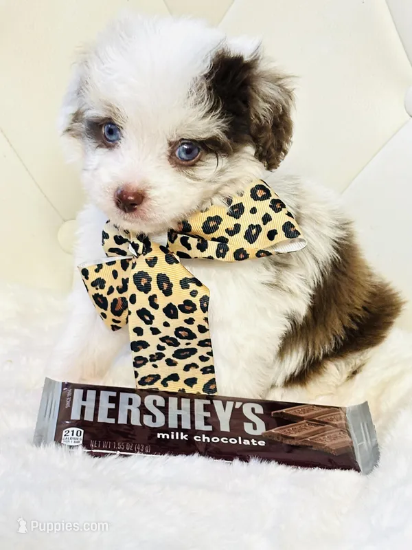 Chocolate Merle Boy 💙 – Poodle - Toy , Miniature Aussiedoodle puppy for sale in Pearson, GA