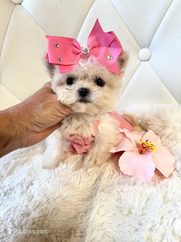 Super Tiny Girl 🎀 – Shihpoo puppy for sale in Pearson, GA