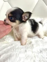 Micro Tiny girl 🎀, a female Chihuahua for sale in Pearson, GA – 7 of 10
