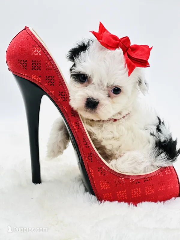 Tiny Lacy 🩷 – Shihpoo puppy for sale in Pearson, GA