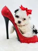 Tiny Lacy 🩷, a female Shihpoo for sale in Pearson, GA – 9 of 10