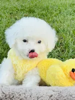 Tiny Blue Eye Boy 💙, a male Poodle - Toy  and Toy Australian Shepherd for sale in Pearson, GA – 4 of 10