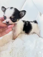 Micro Tiny girl 🎀, a female Chihuahua for sale in Pearson, GA – 10 of 10