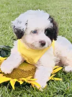Merle blue eyes 💙, a male Miniature Aussiedoodle for sale in Pearson, GA – 2 of 6