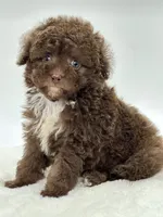 Teddy 🤎, a male Poodle - Toy  and Miniature Aussiedoodle for sale in Pearson, GA – 7 of 7
