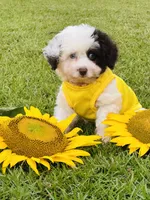 Merle blue eyes 💙, a male Miniature Aussiedoodle for sale in Pearson, GA – 5 of 6
