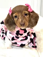 paisley 🌸, a female Miniature Dachshund for sale in Pearson, GA – Photo 7 of 8