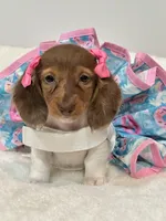 paisley 🌸, a female Miniature Dachshund for sale in Pearson, GA – Photo 5 of 8