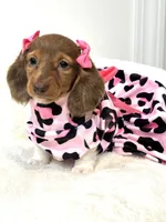 paisley 🌸, a female Miniature Dachshund for sale in Pearson, GA – Photo 4 of 8