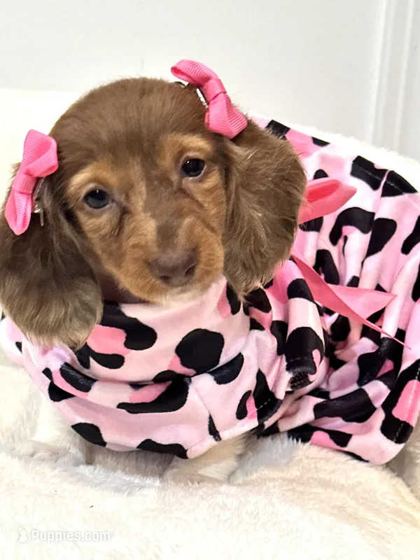 paisley 🌸 – Miniature Dachshund puppy for sale in Pearson, GA