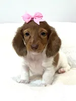 paisley 🌸, a female Miniature Dachshund for sale in Pearson, GA – Photo 8 of 8