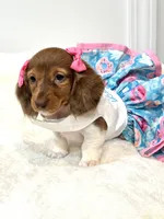 paisley 🌸, a female Miniature Dachshund for sale in Pearson, GA – Photo 3 of 8