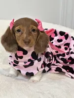 paisley 🌸, a female Miniature Dachshund for sale in Pearson, GA – Photo 2 of 8